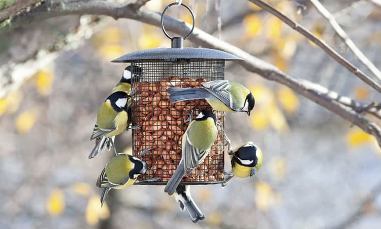 Curso cómo atraer nuestros pájaros de nuestro entorno a nuestras viviendas