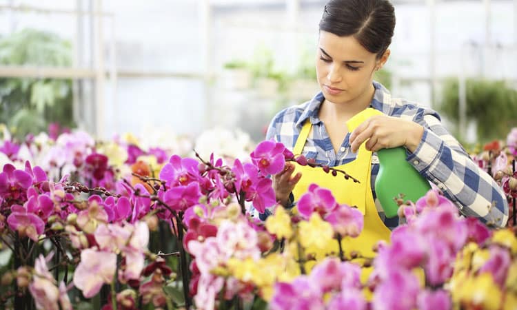 Curso introducción al mundo de las orquídeas