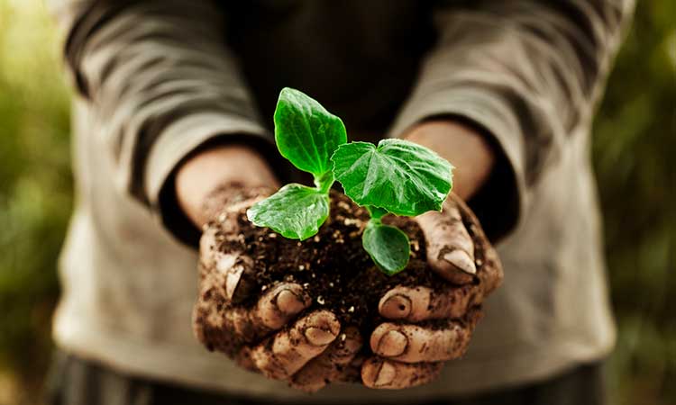 Curso de jardineria avanzada