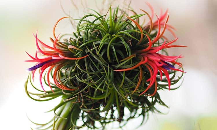 Las Tillandsias, las plantas del aire