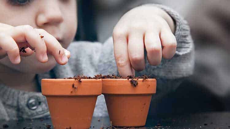 Taller de plantes carnívores