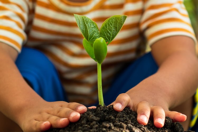 Curs recuperem les plantes