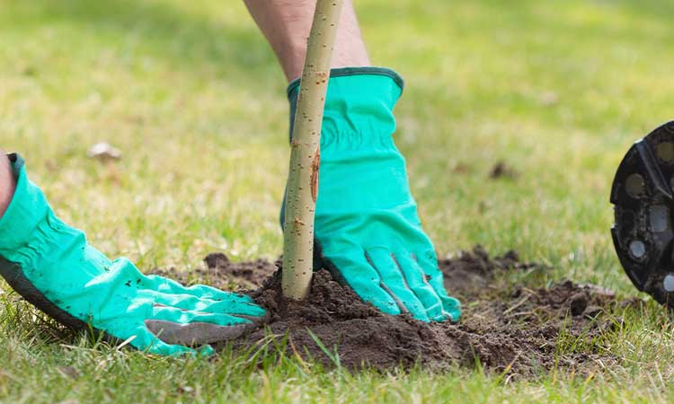 Curs per aprendre a plantar un arbre