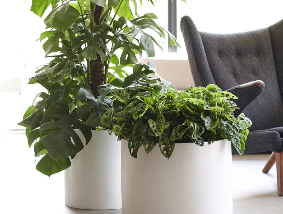 Taller plantes grans d'interior